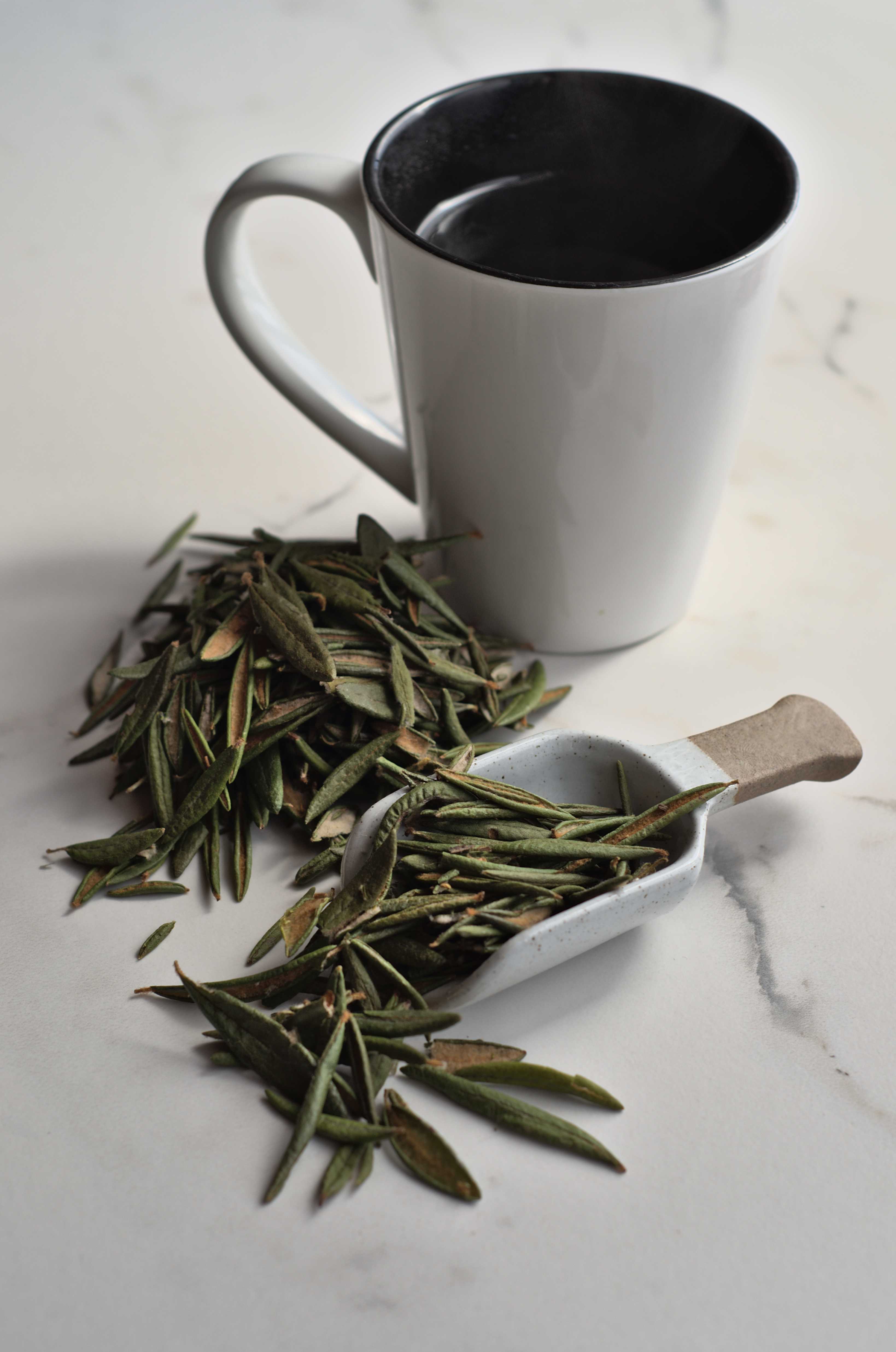 Thé du Labrador: comment le préparer et le cuisiner