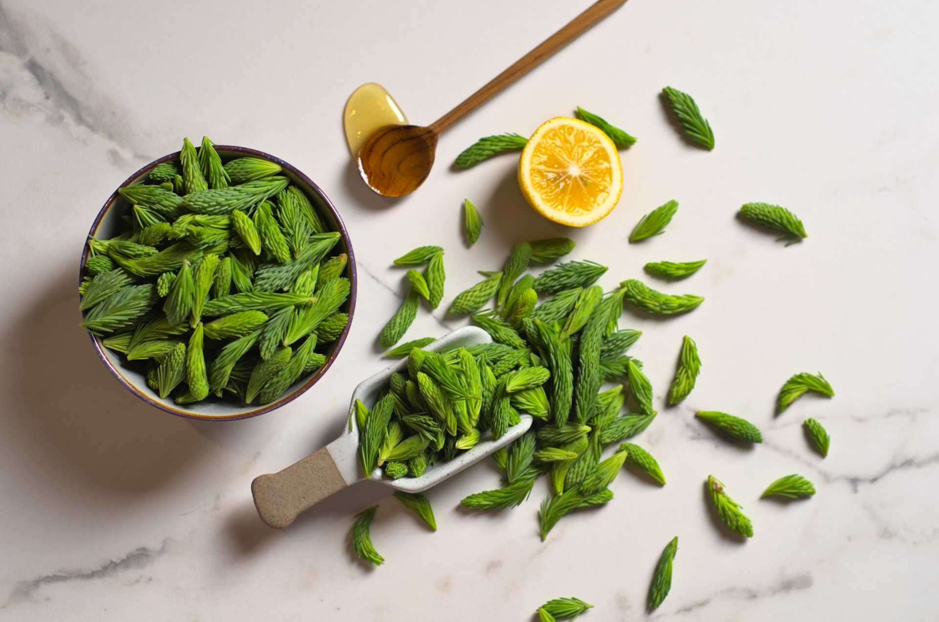 Les pousses d'épinette en cuisine : le goût du printemps boréal