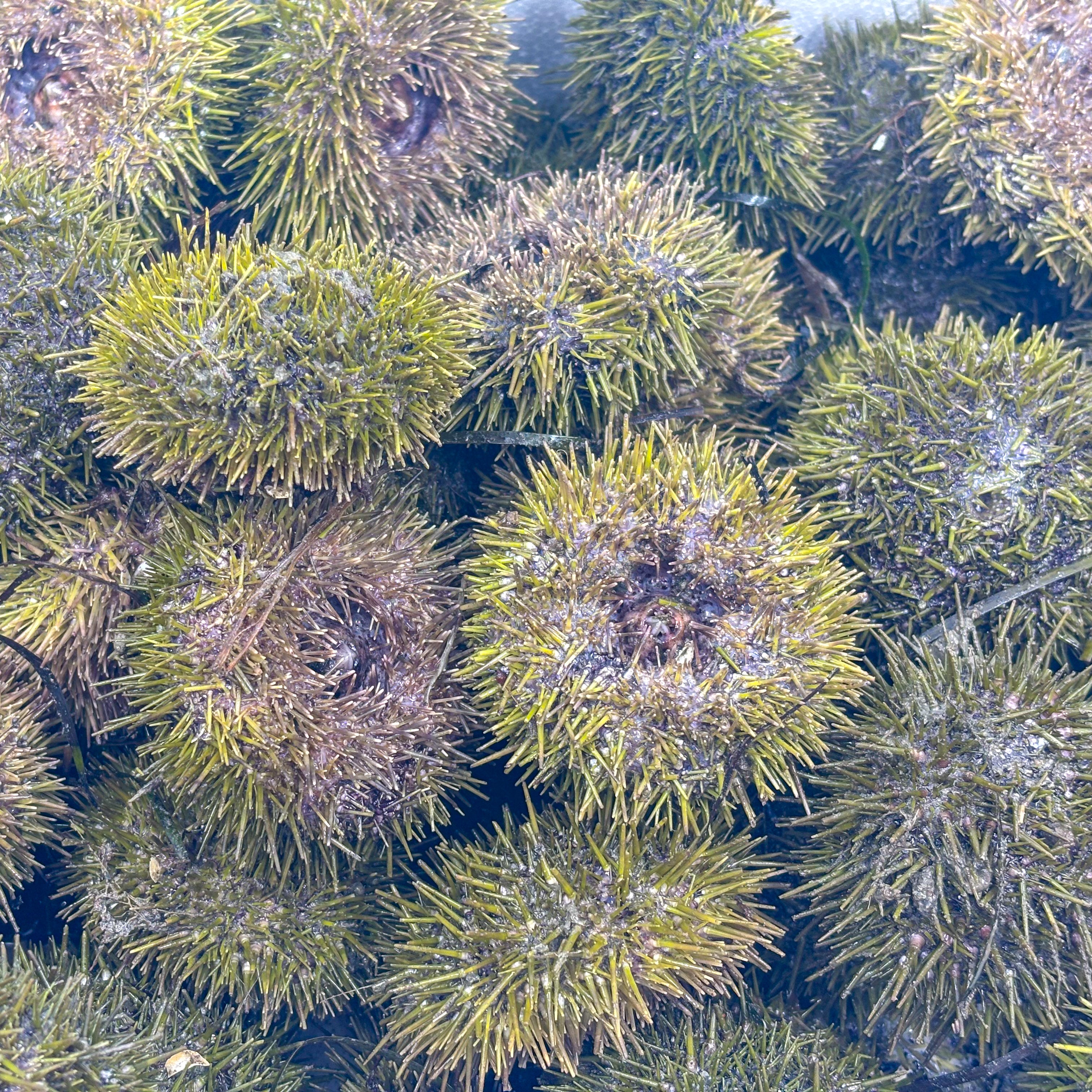 Oursins de Rimouski frais en plateau