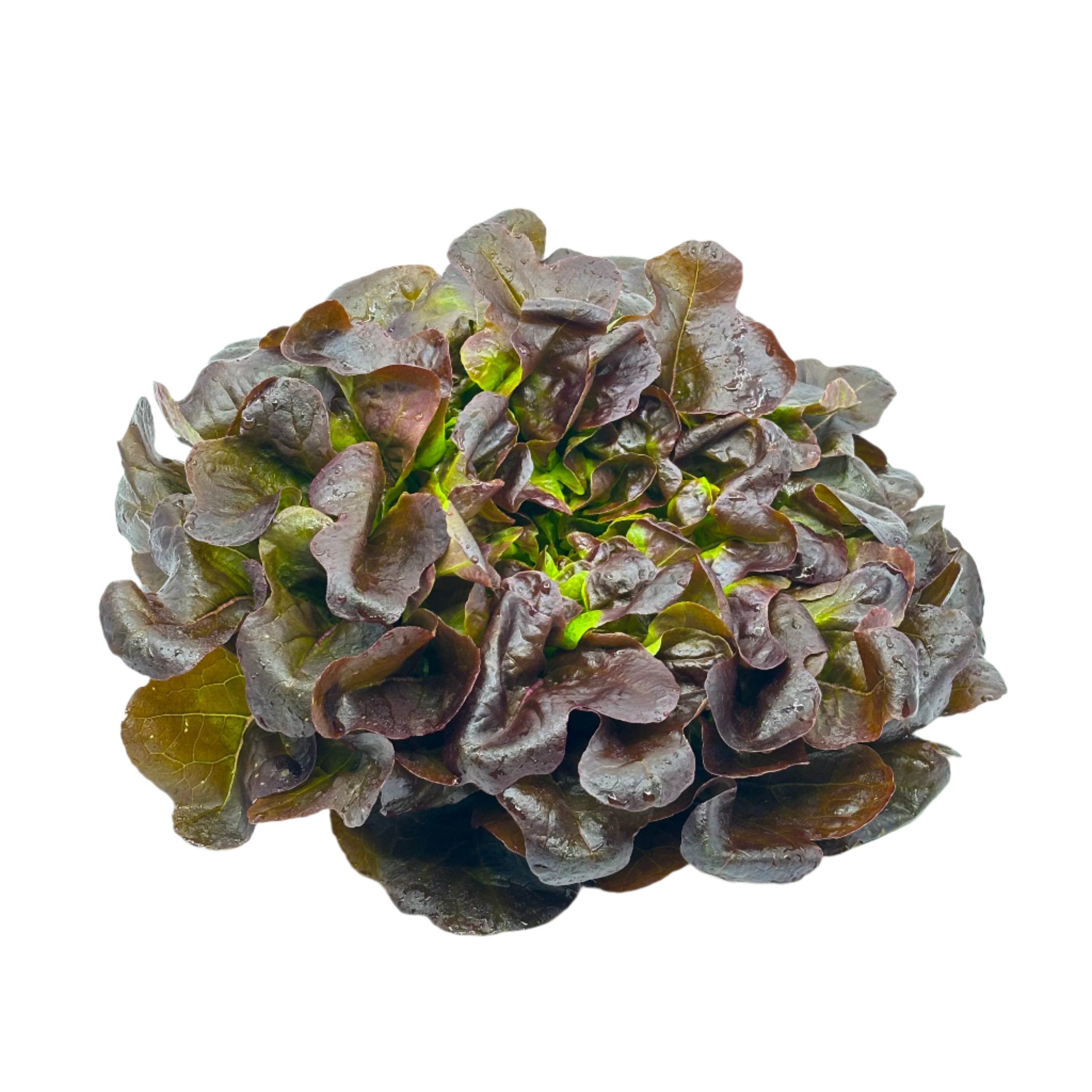 Laitue feuille de chêne rouge