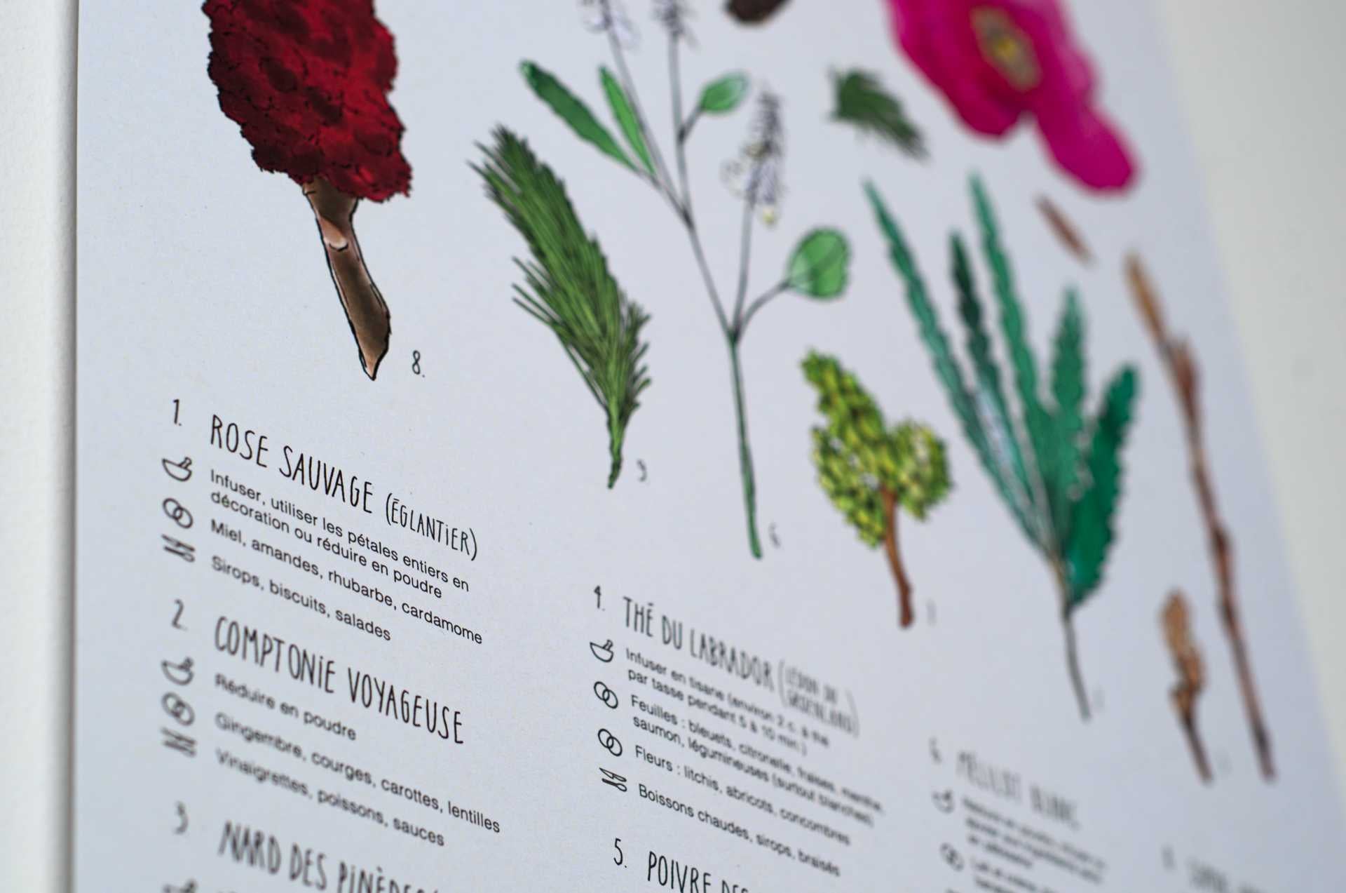 Affiche Cuisiner le Nord en collaboration avec Laucolo - Racines boréales x Laucolo