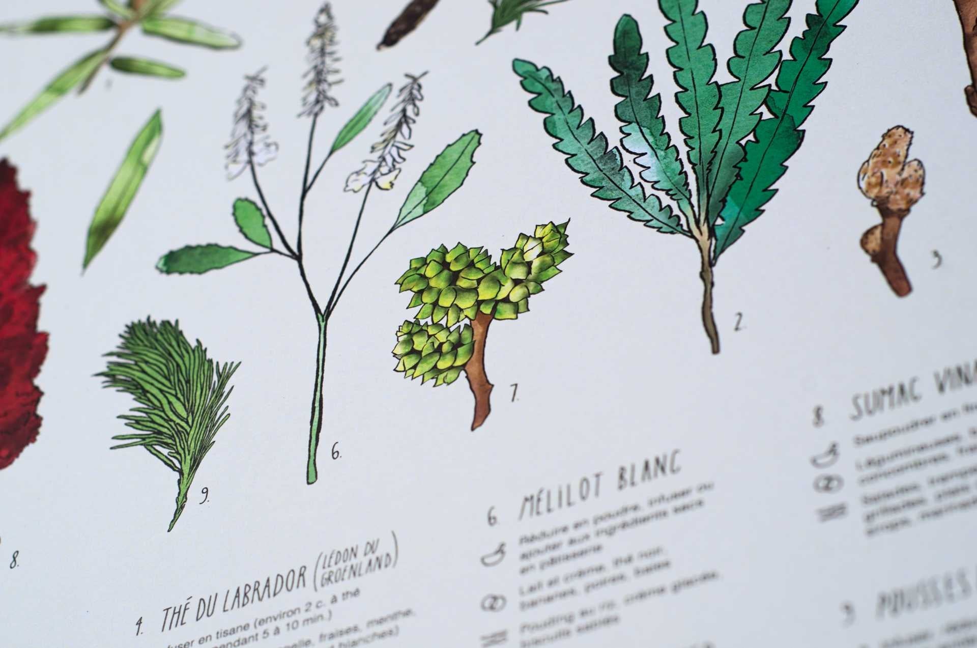 Affiche Cuisiner le Nord en collaboration avec Laucolo - Racines boréales x Laucolo