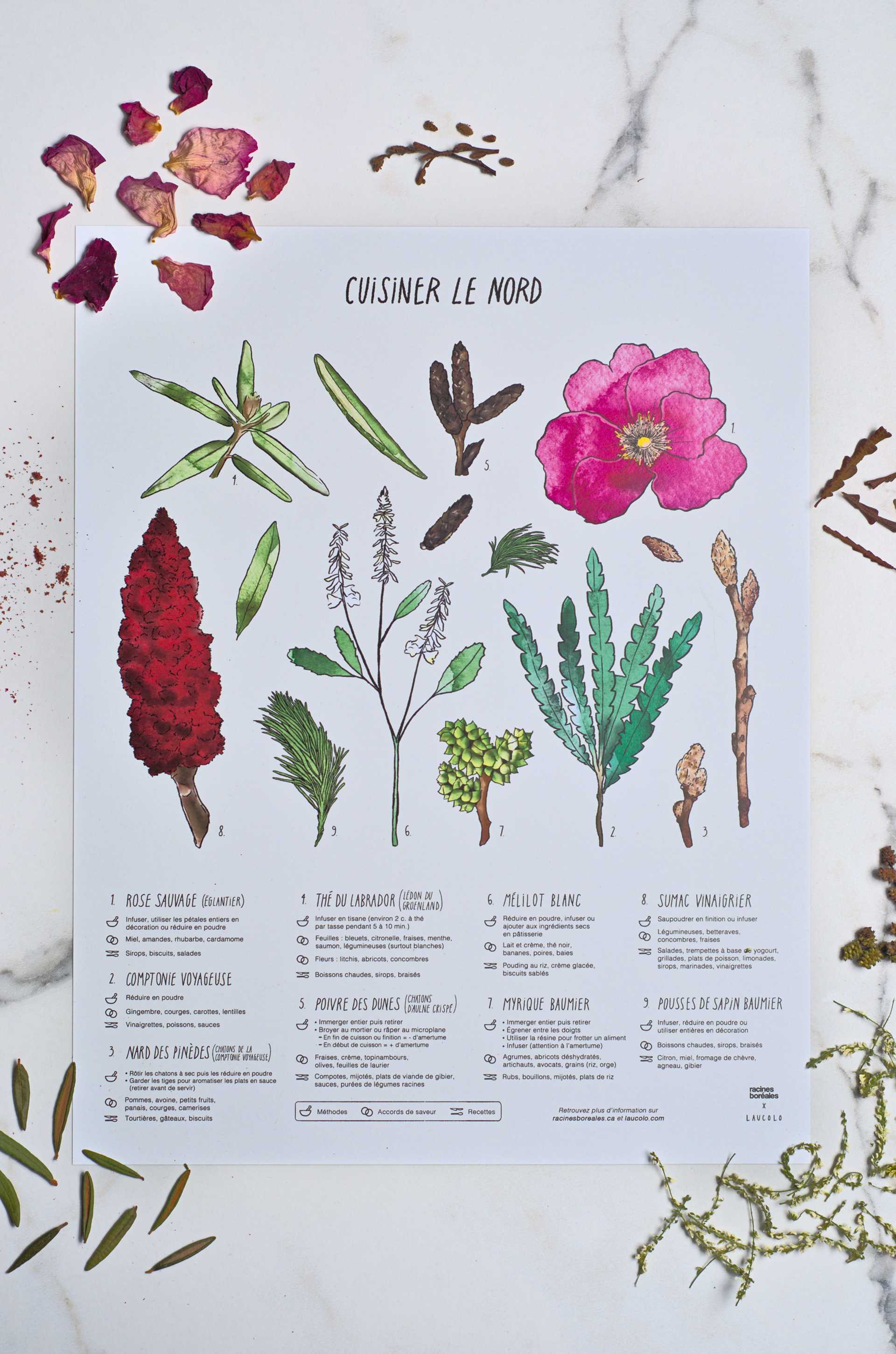 Affiche Cuisiner le Nord en collaboration avec Laucolo - Racines boréales x Laucolo