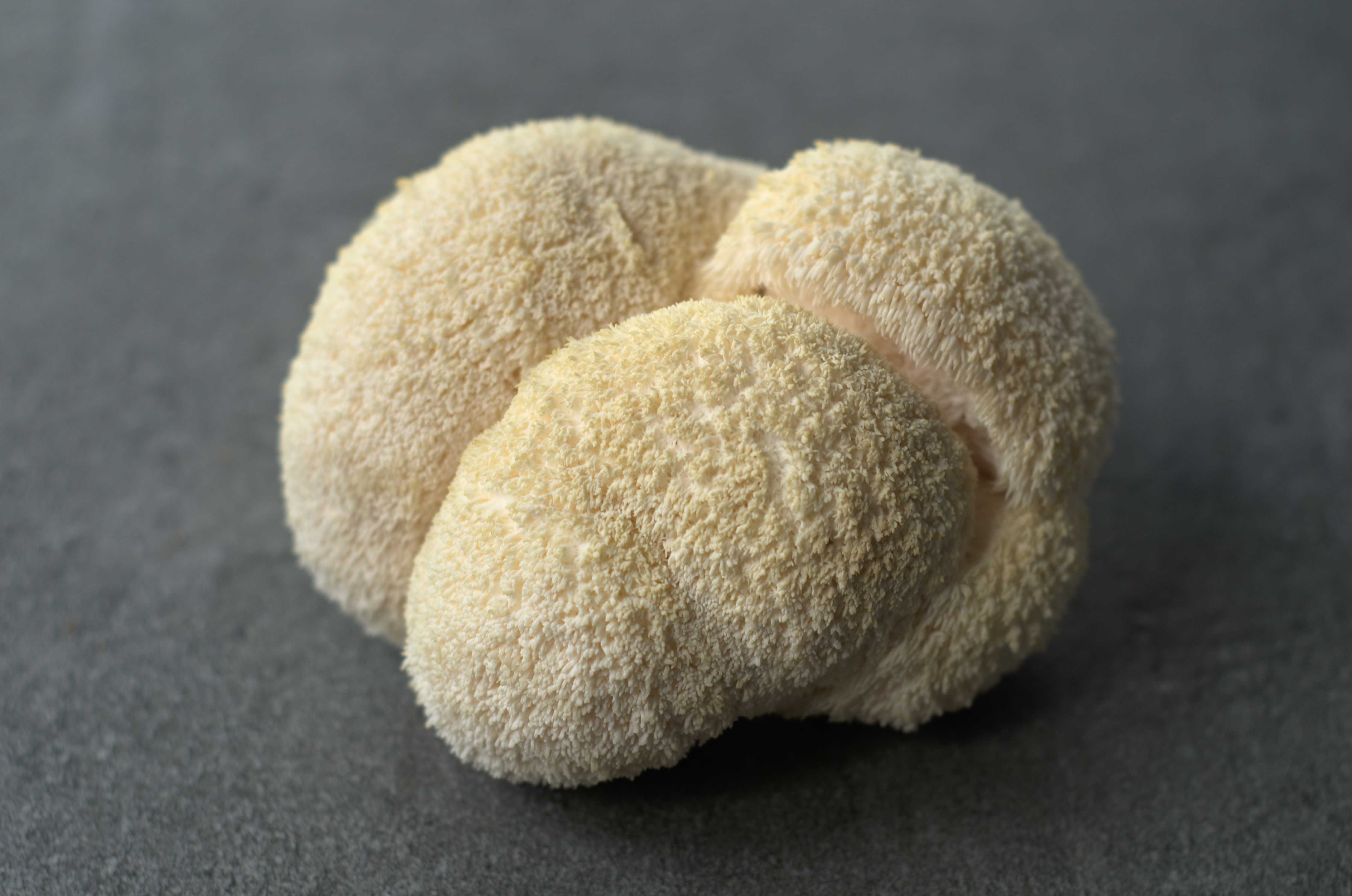 Crinières de lion fraîches - Full Pin