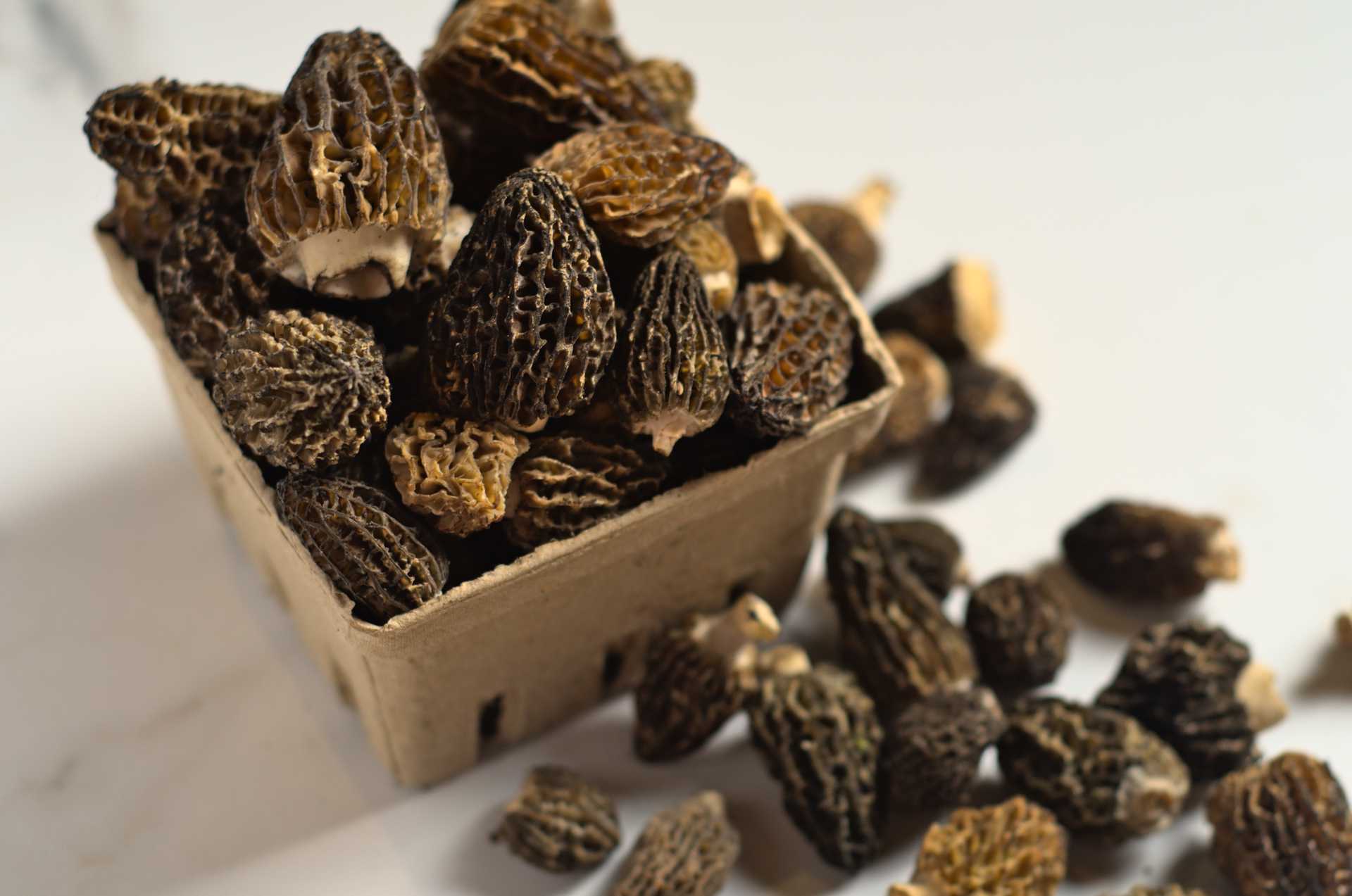 Morilles du Canada fraîches dans une barquette compostable sur un comptoir en marbre blanc