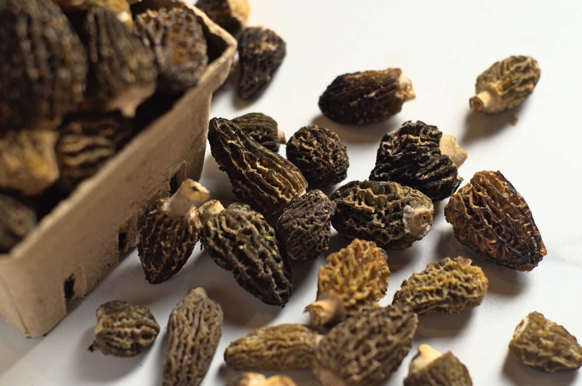 Morilles du Canada fraîches dans une barquette compostable sur un comptoir en marbre blanc