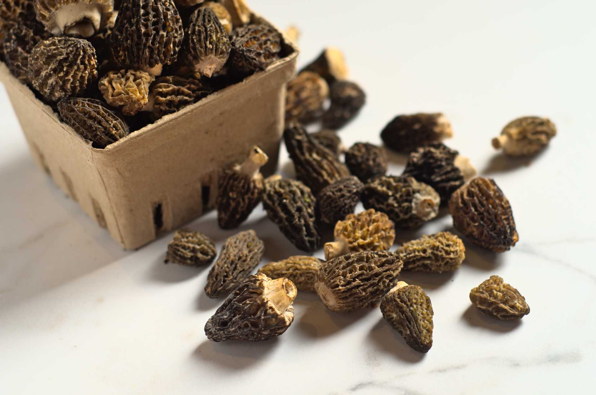 Morilles du Canada fraîches dans une barquette compostable sur un comptoir en marbre blanc