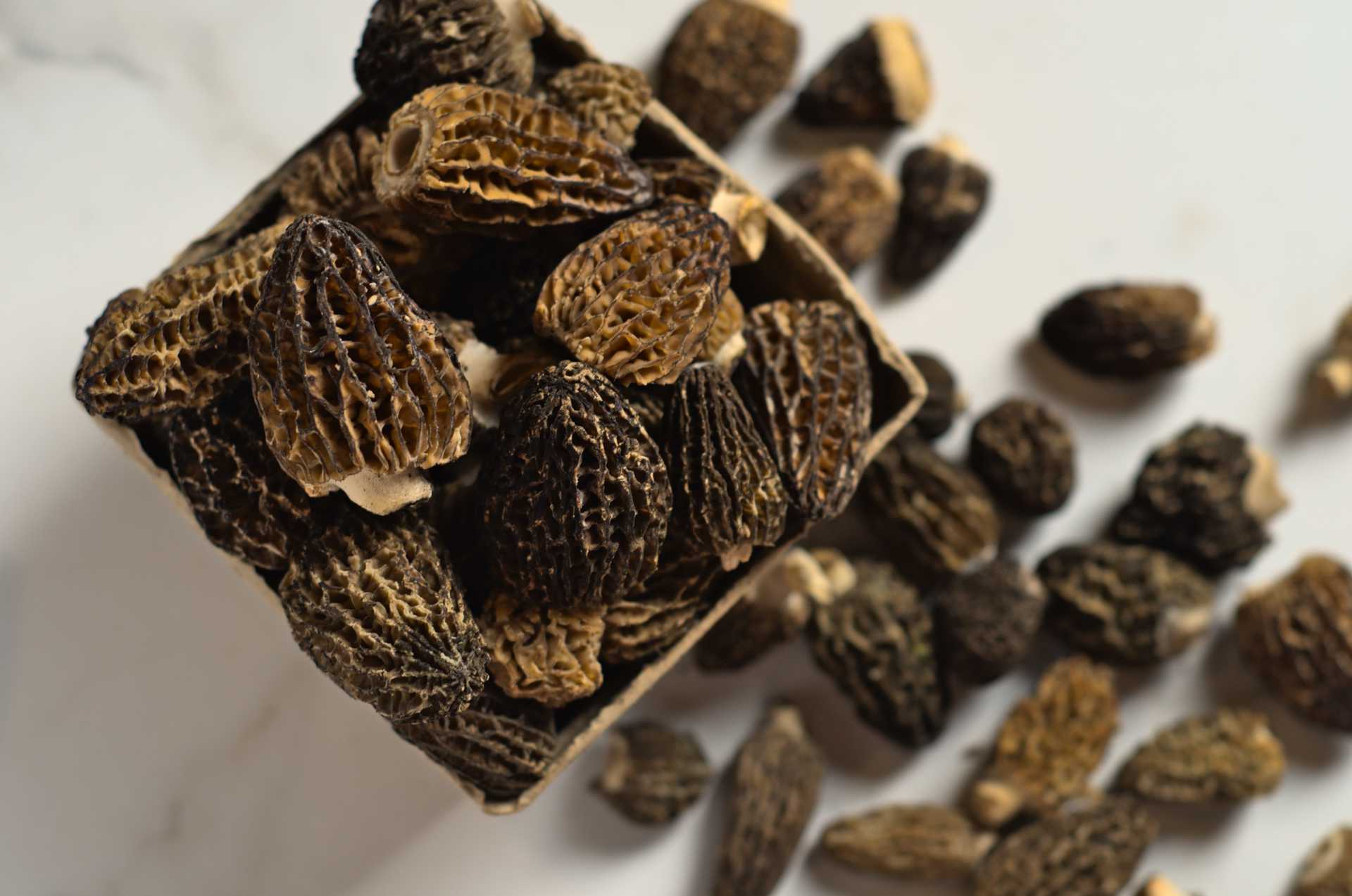 Morilles du Canada fraîches dans une barquette compostable sur un comptoir en marbre blanc