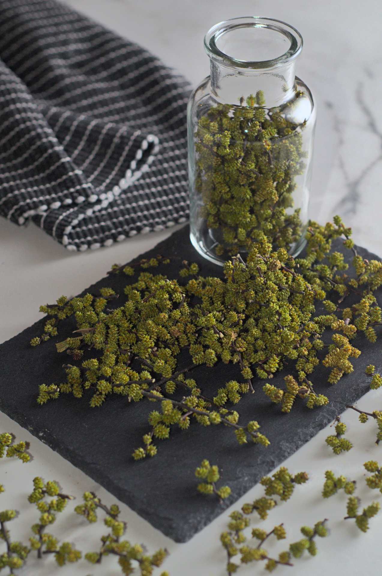 Myrique baumier du Québec - Racines boréales