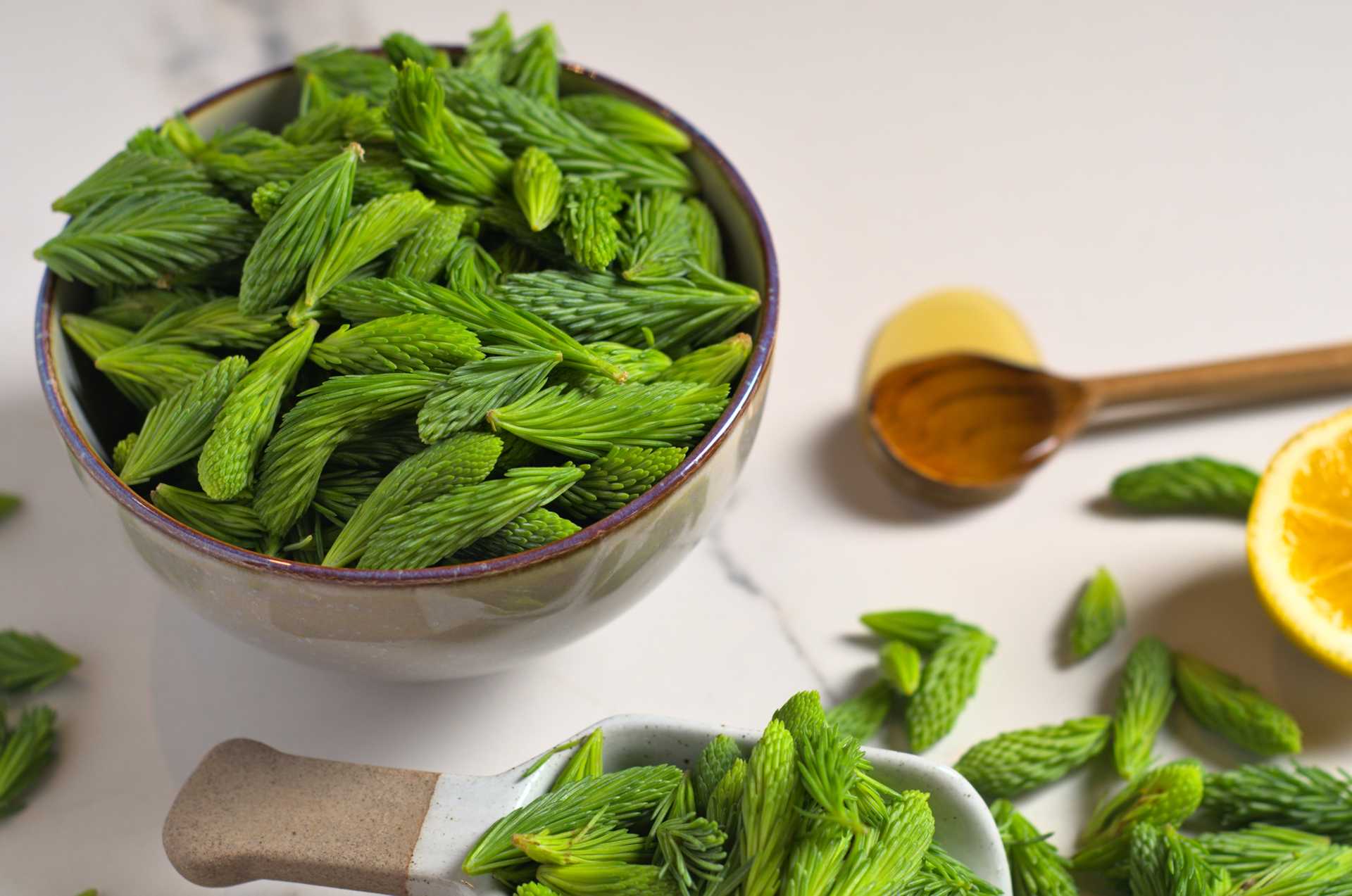 Jeunes pousses d'épinette fraîches sur un comptoir en marbre blanc