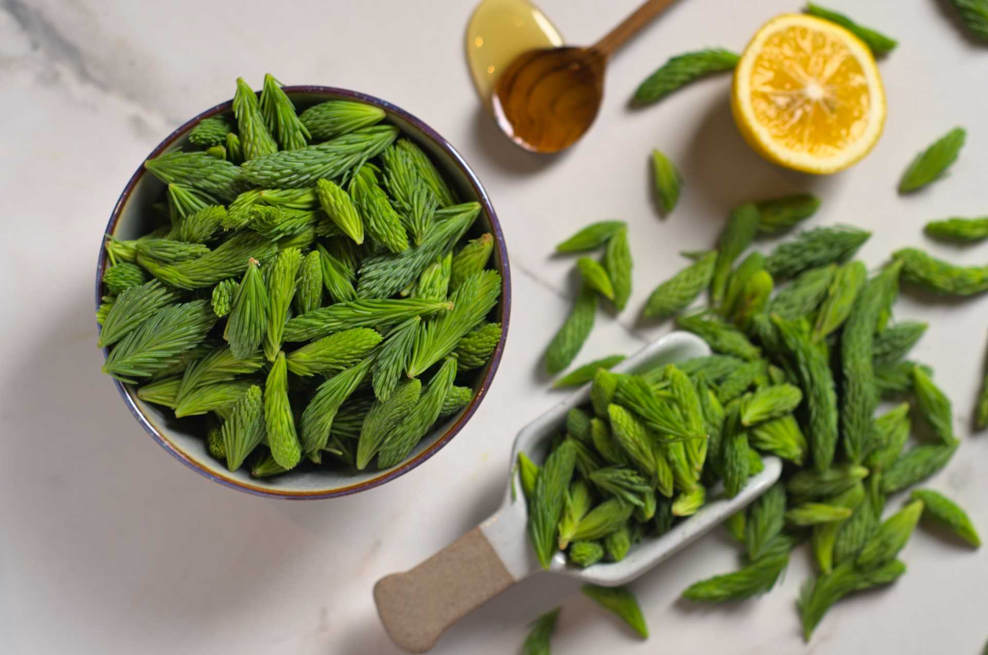 Jeunes pousses d'épinette fraîches sur un comptoir en marbre blanc