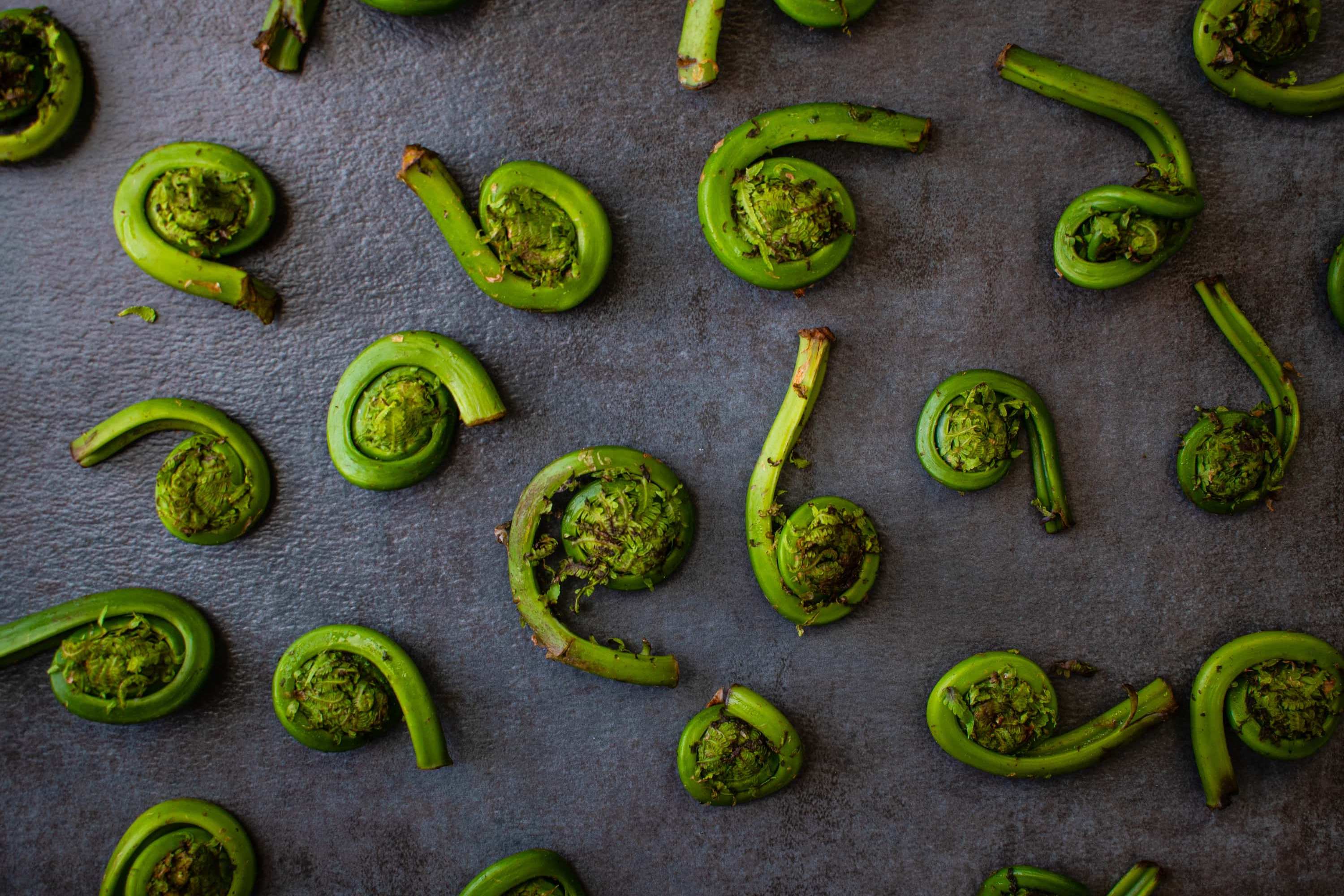Têtes de violon fraîches - PRÉCOMMANDE - Racines boréales