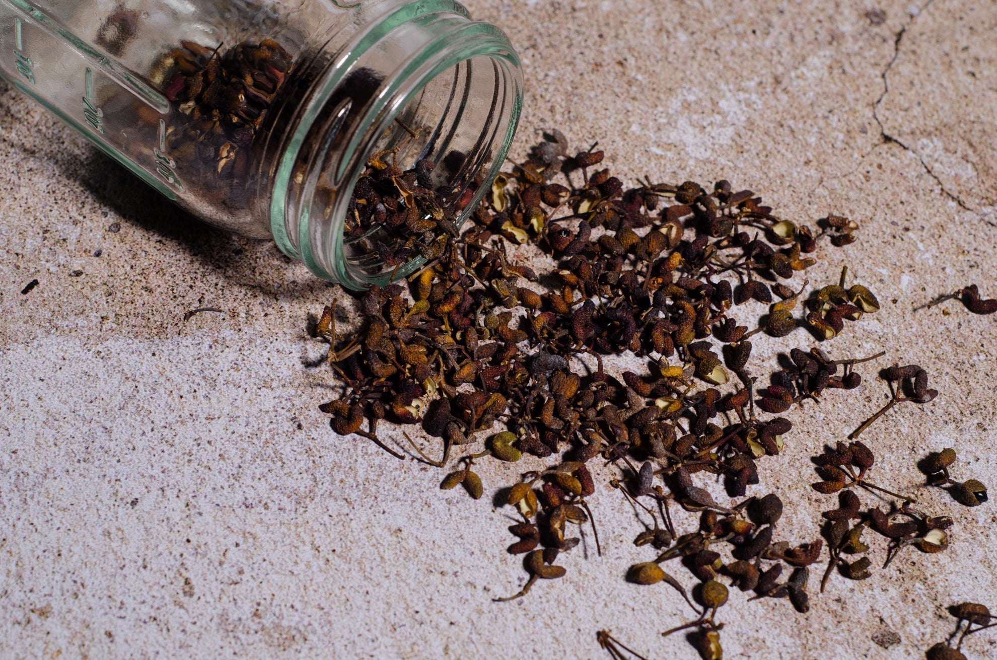 Clavalier d'Amérique : le poivre de Sichuan du Québec