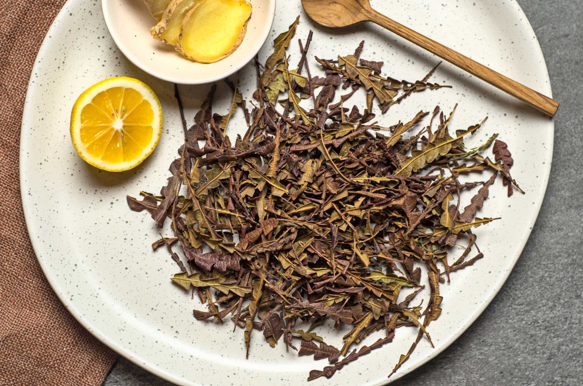 La comptonie voyageuse, le thym sauvage de nos forêts