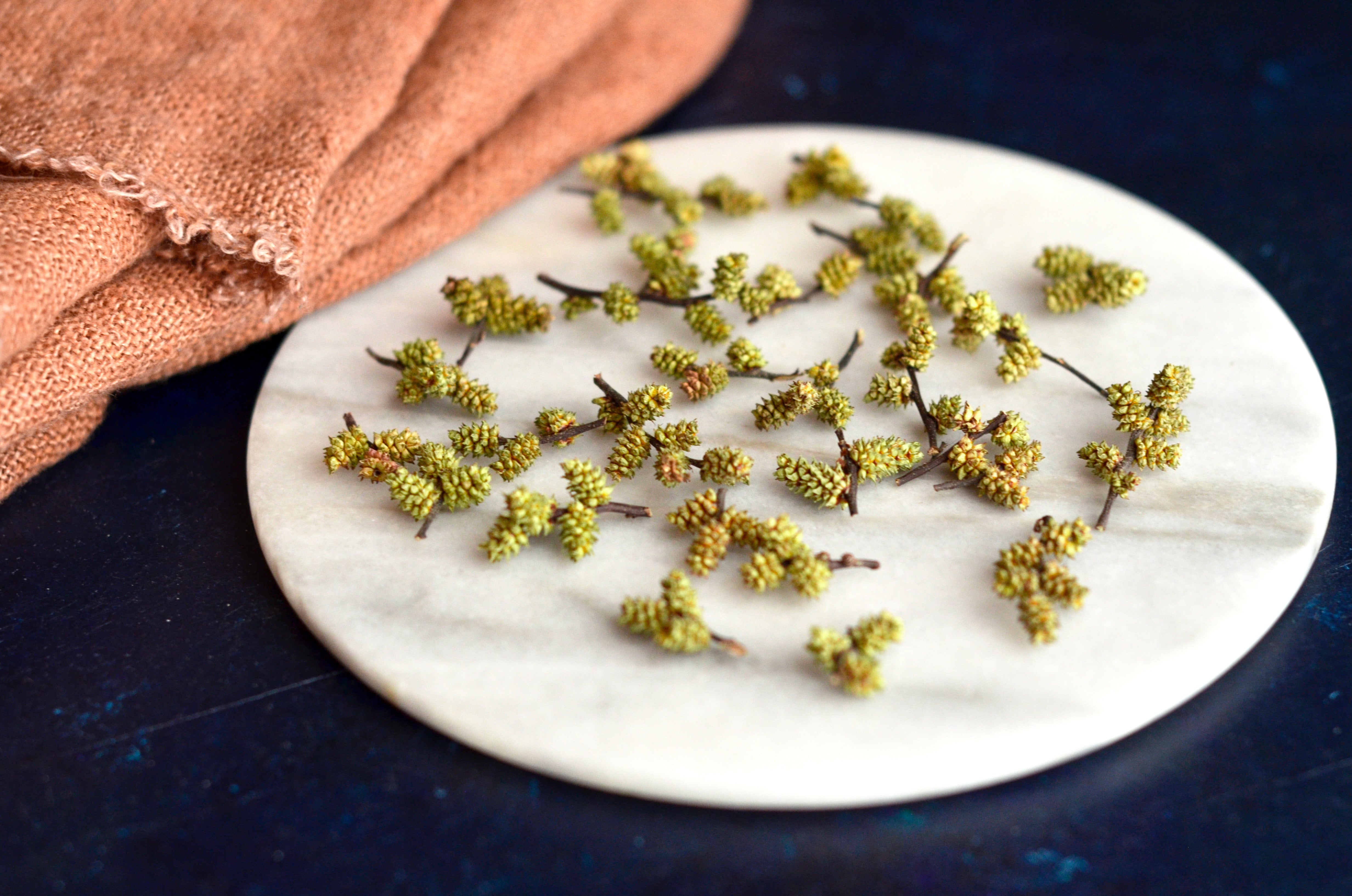Le myrique baumier, de la cueillette à la recette