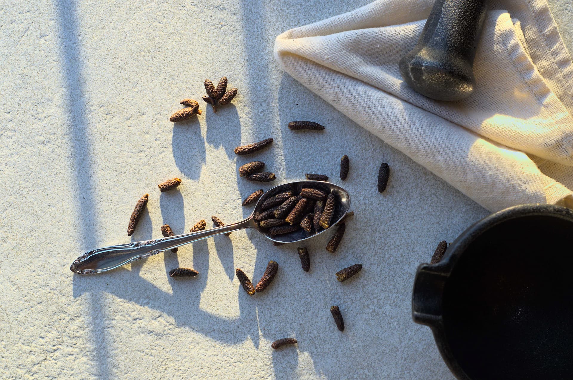 Chatons de poivre des dunes sur fond beige dans une cuiller. Aussi appelé poivre crispé ou poivre d'aulne, cette épice boréale provient de l'aulne crispé.