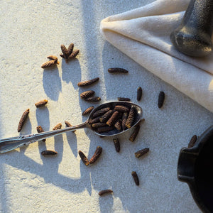 Chatons de poivre des dunes sur fond beige dans une cuiller. Aussi appelé poivre crispé ou poivre d'aulne, cette épice boréale provient de l'aulne crispé.