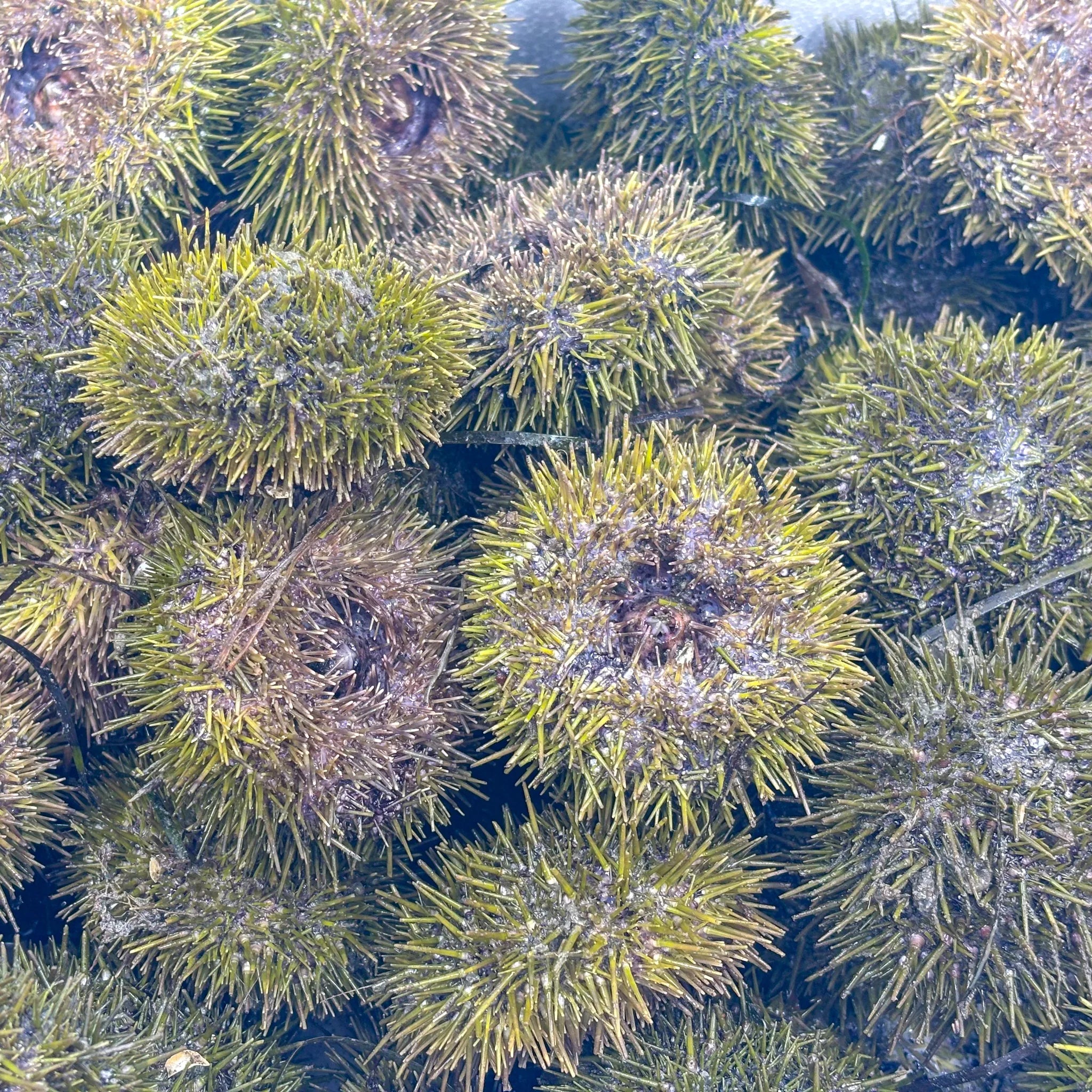 Gros plan sur des oursins verts vivants accrochés à des rochers sous l'eau