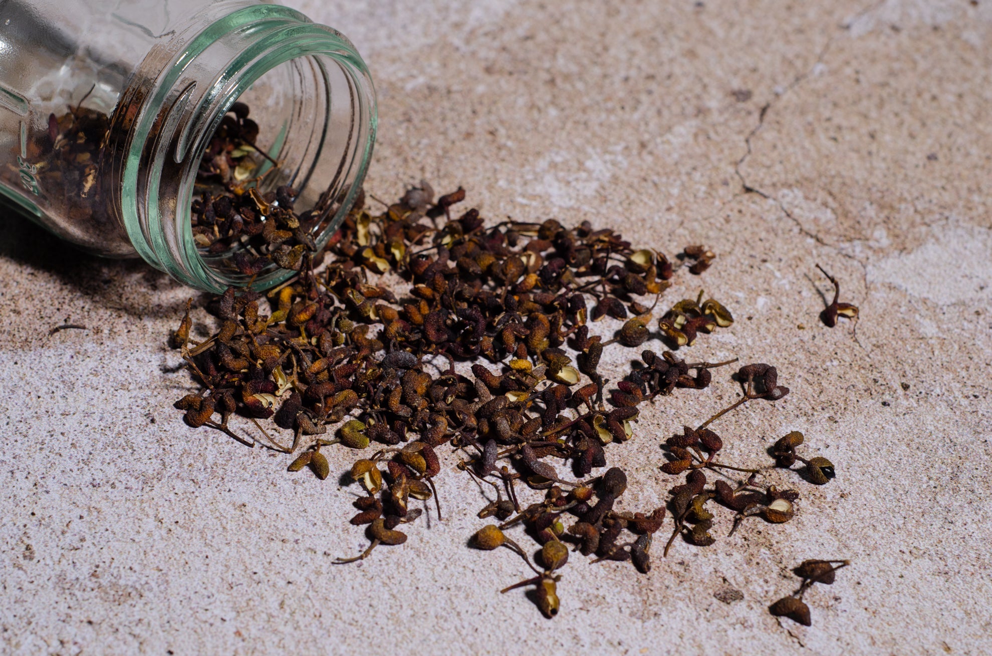 Clavalier d'Amérique