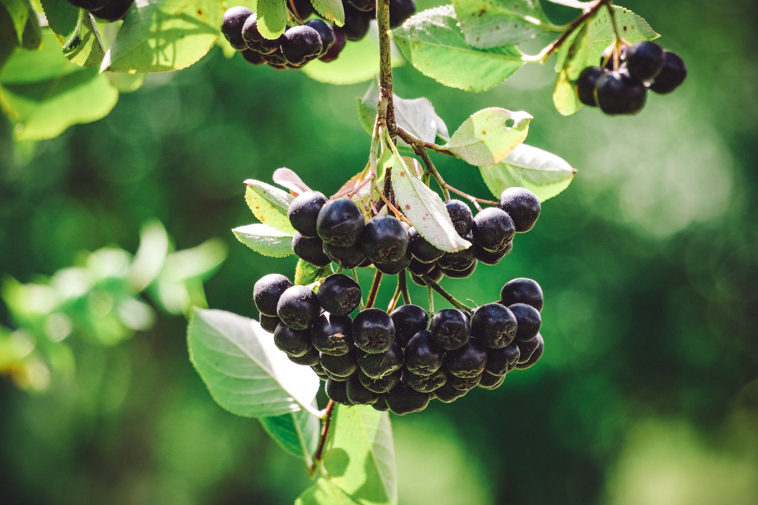 Baies d'aronia congelées dans une coupelle blanche sur surface texturée crème, givrées violet foncé