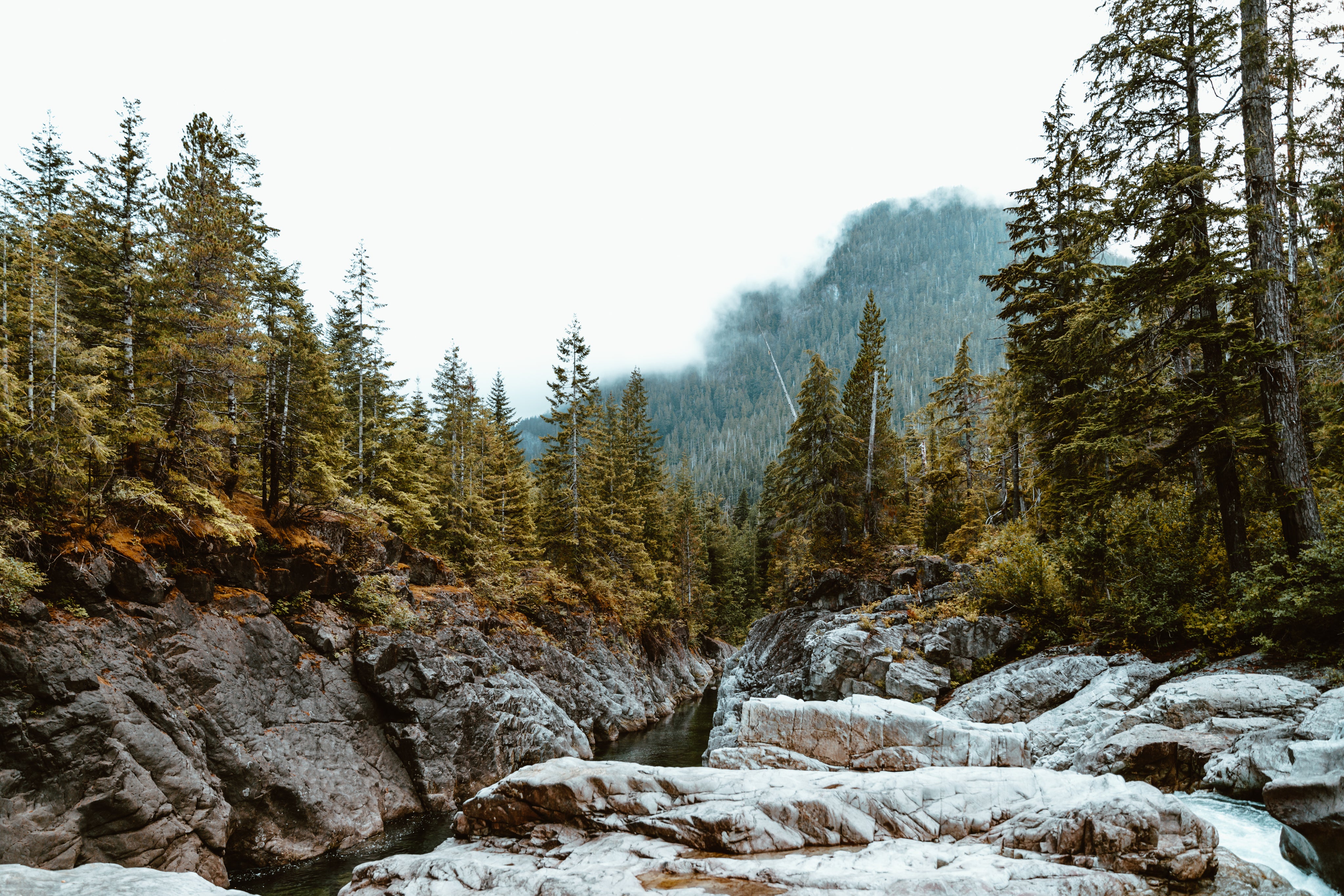 Paysage avec une rivière qui traverse une forêt de conifères. On voit des montagnes couvertes de conifères à l'horizon.