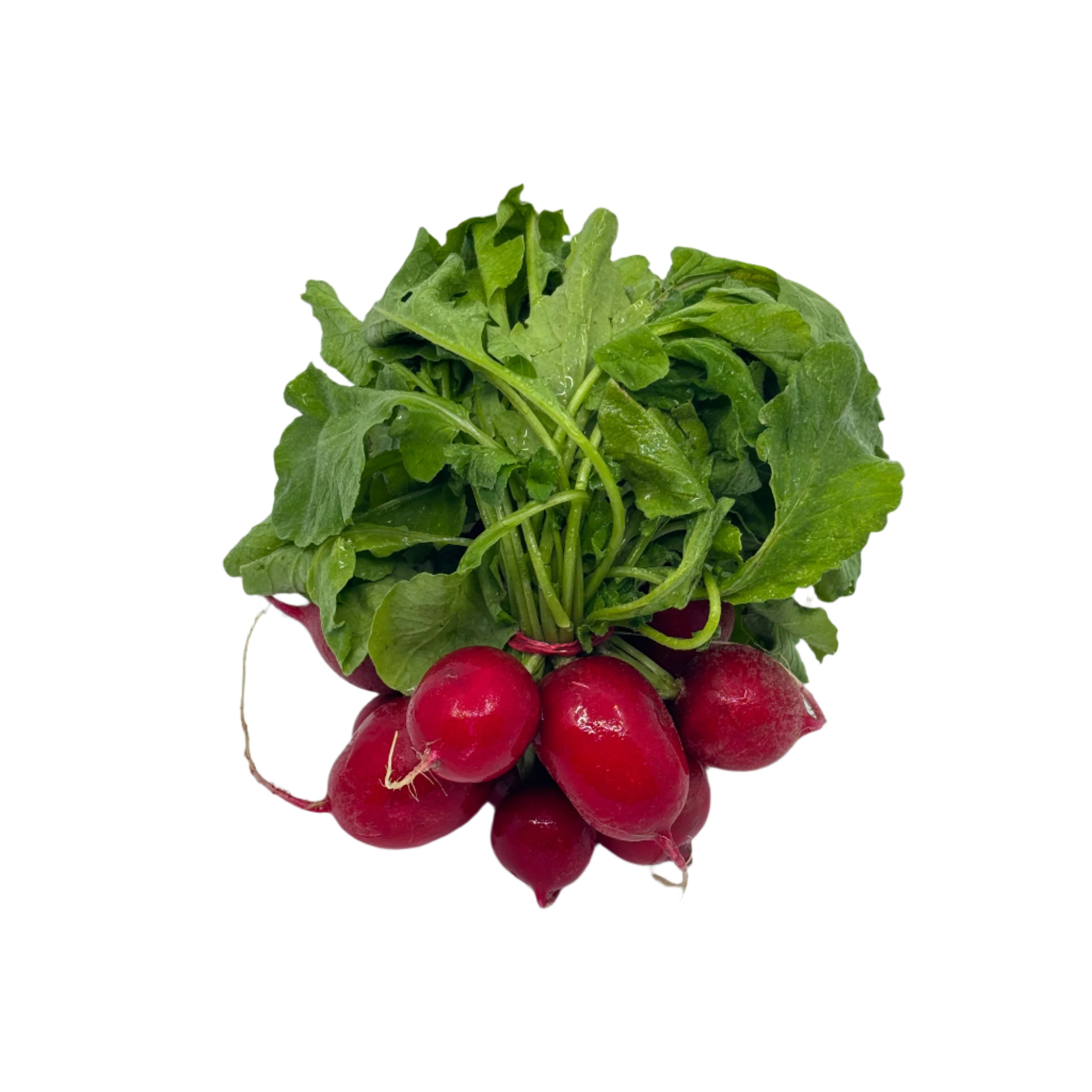 Radis frais en botte