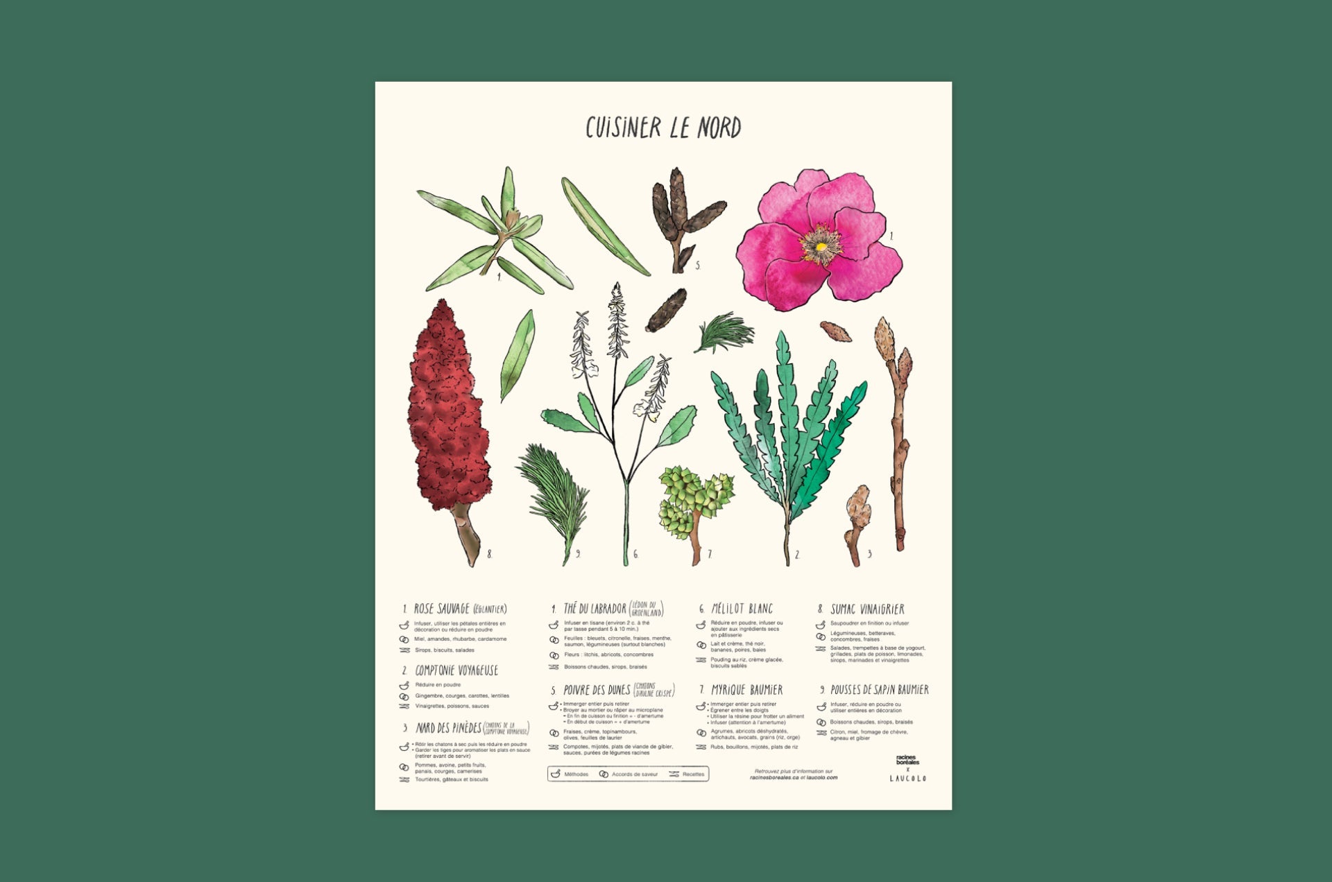 Affiche Cuisiner le Nord en collaboration avec Laucolo - Racines boréales x Laucolo