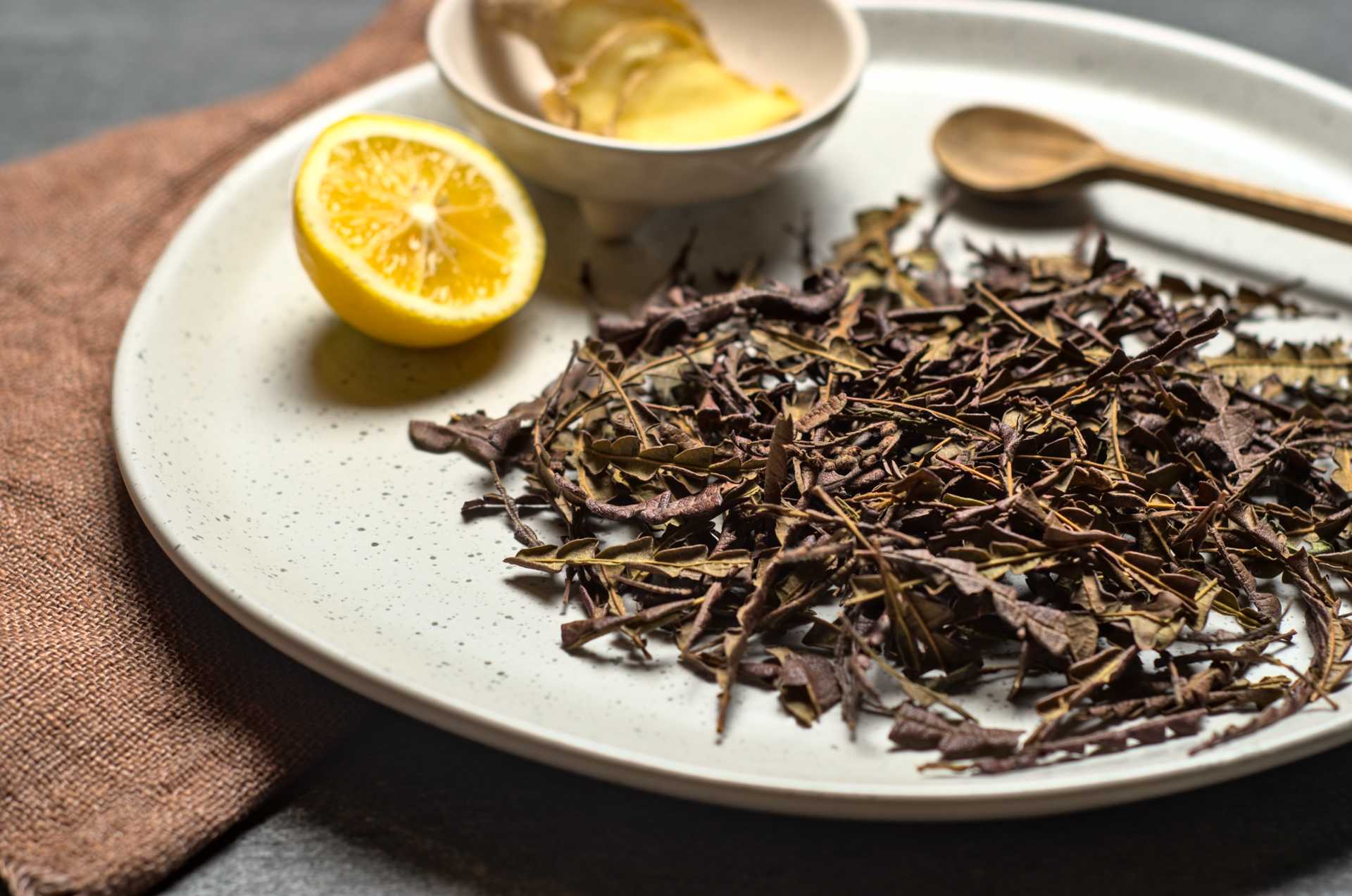 Feuilles de comptonie voyageuse (sweetfern) séchée disposées dans une assiette blanche avec un demi citron, du gingembre et une cuiller de bois.