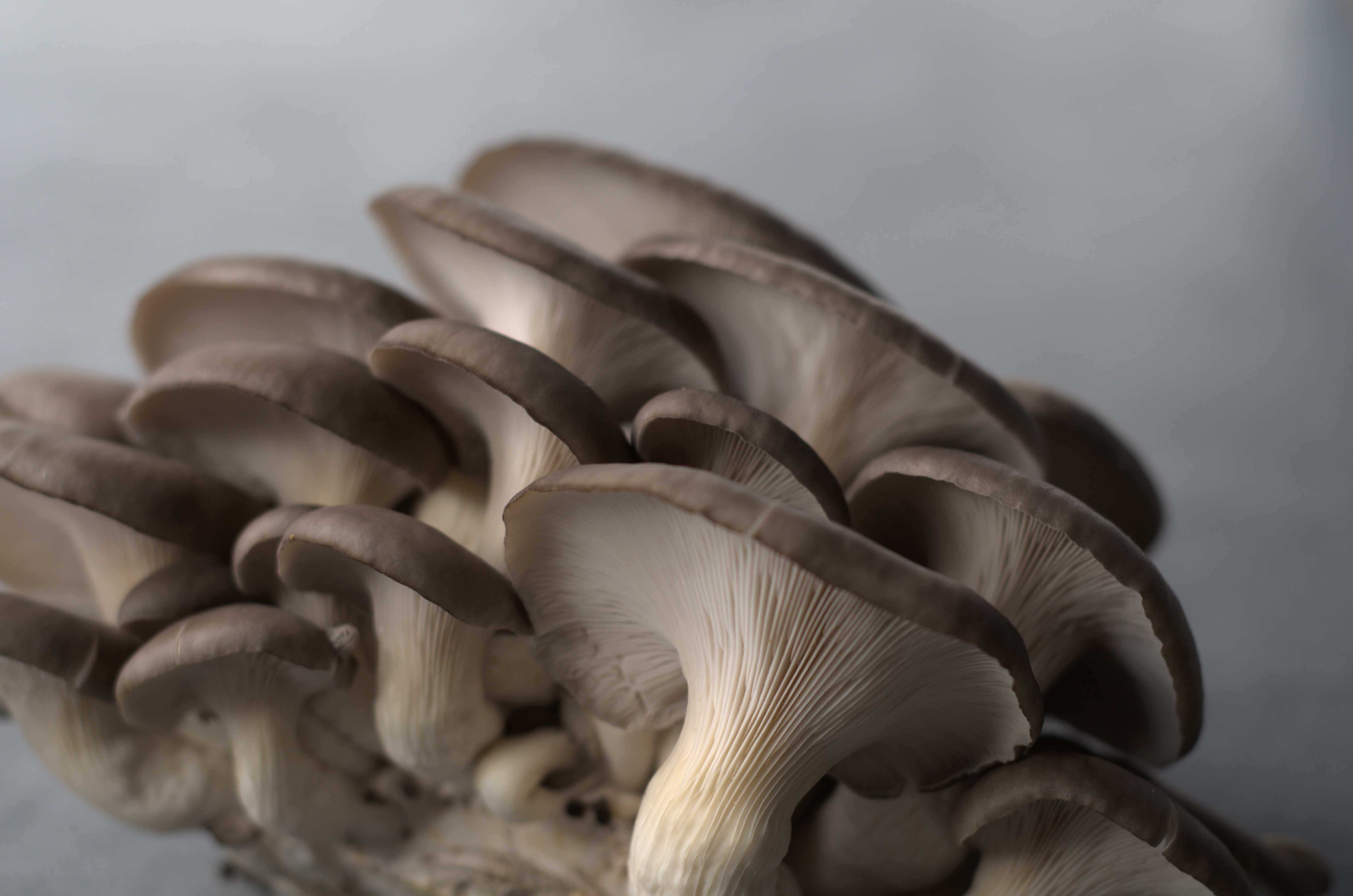 Pleurotes bleus frais - Full Pin