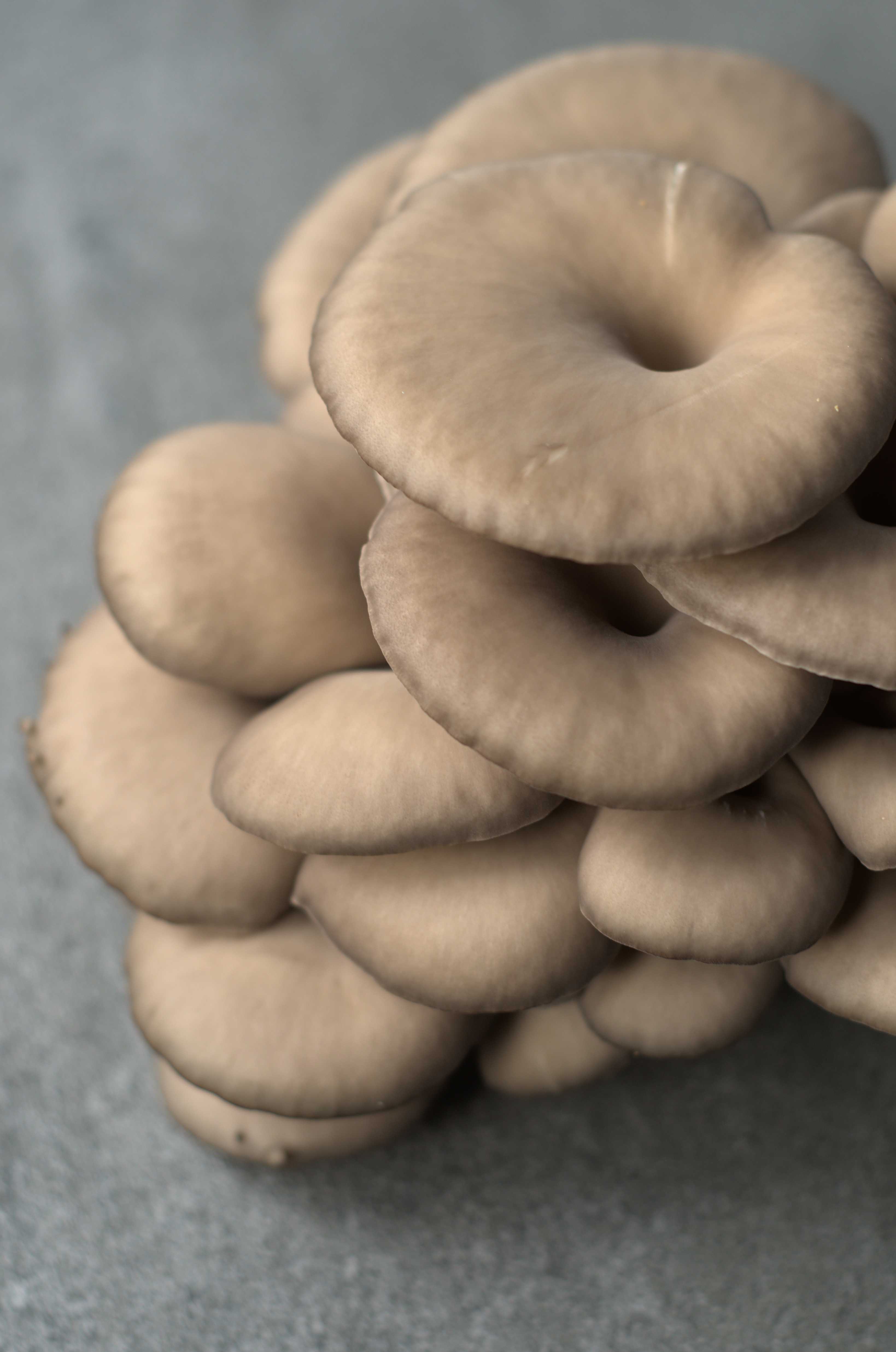 Pleurotes bleus frais - Full Pin